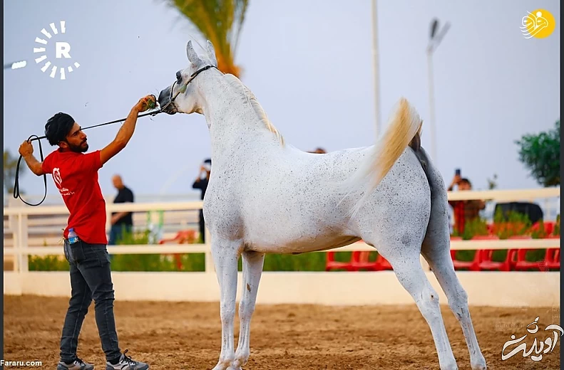 (تصاویر) نمایش اسبهای اصیل عرب در کردستان عراق